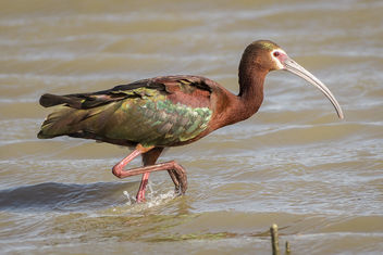 White-faced Ibis, breeding plumage - Free image #435693